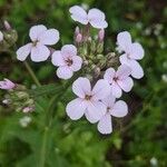 Hesperis matronalisफूल