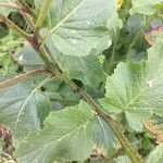Brassica barrelieri Feuille