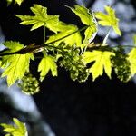 Acer macrophyllum Blüte