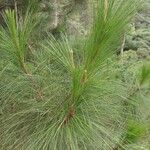 Pinus merkusii Hoja