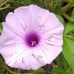 Ipomoea cairica പുഷ്പം