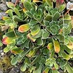 Saxifraga cotyledon 葉