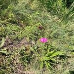 Dianthus carthusianorumFlower