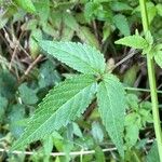 Cedronella canariensis Likasa