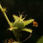 Croton ciliatoglandulifer Flor