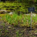 Acorus calamus Hábito