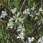 Daucus muricatus Habit