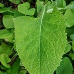 Lactuca macrophylla Feuille