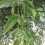 Struthanthus marginatus Hoja