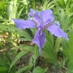 Iris tectorum Habit