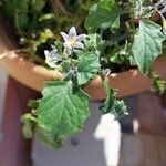 Solanum villosum Bloem