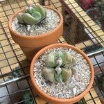 Gibbaeum petrense Hostoa