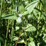 Veronica beccabunga Leaf