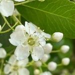 Pyracantha coccinea Blomma