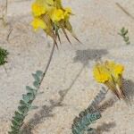 Linaria polygalifolia Kita