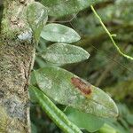 Microgramma mauritiana Leaf