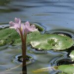 Pontederia diversifolia Blomst