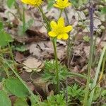 Ranunculus gracilis 花