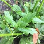 Ranunculus sceleratus Leaf