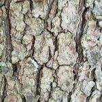 Pinus strobiformis Bark