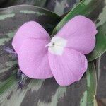 Kaempferia pulchra Flor