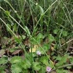 Calepina irregularis Leaf