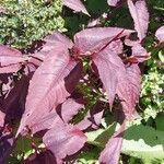 Persicaria microcephala Leaf