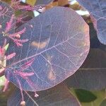 Cotinus obovatus Folha