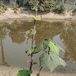 Dombeya burgessiae Hoja