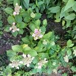 Hydrangea serrata Pokrój