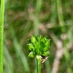 Ranunculus polyanthemos Fruchs