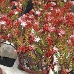 Sedum moranense Flower