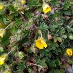 Potentilla heptaphylla 整株植物