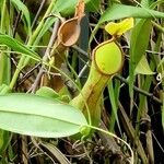 Nepenthes alata Квітка