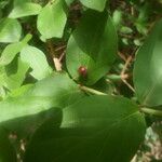 Feretia apodanthera Otro