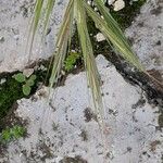 Bromus diandrus Fruit