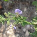 Stemodia durantifolia Flower