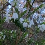 Woollsia pungens Flower