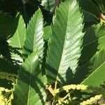 Castanea sativa Blatt