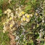 Helichrysum foetidum Blomma