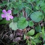 Erodium corsicum Yaprak