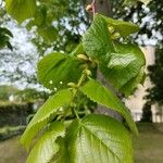 Tilia x europaea Blad