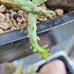 Cylindropuntia leptocaulis Leaf