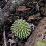 Annona holosericea Плод