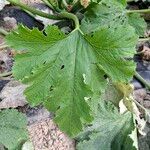 Cucurbita pepo Blad