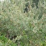 Leptospermum laevigatumЛіст