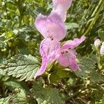 Lamium garganicum Flors