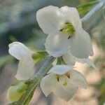 Gomphostigma virgatum Flower