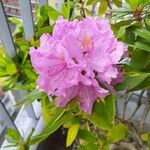 Rhododendron catawbiense Fiore