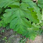 Heracleum maximumHostoa